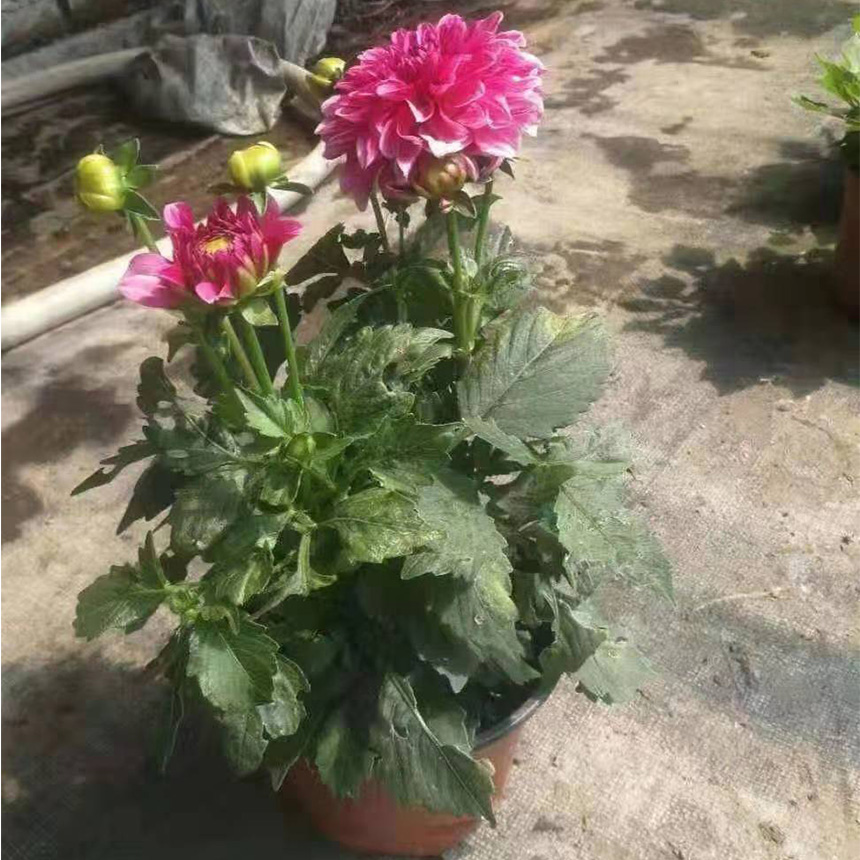 大丽花供应 大丽花种植 大丽花盆栽