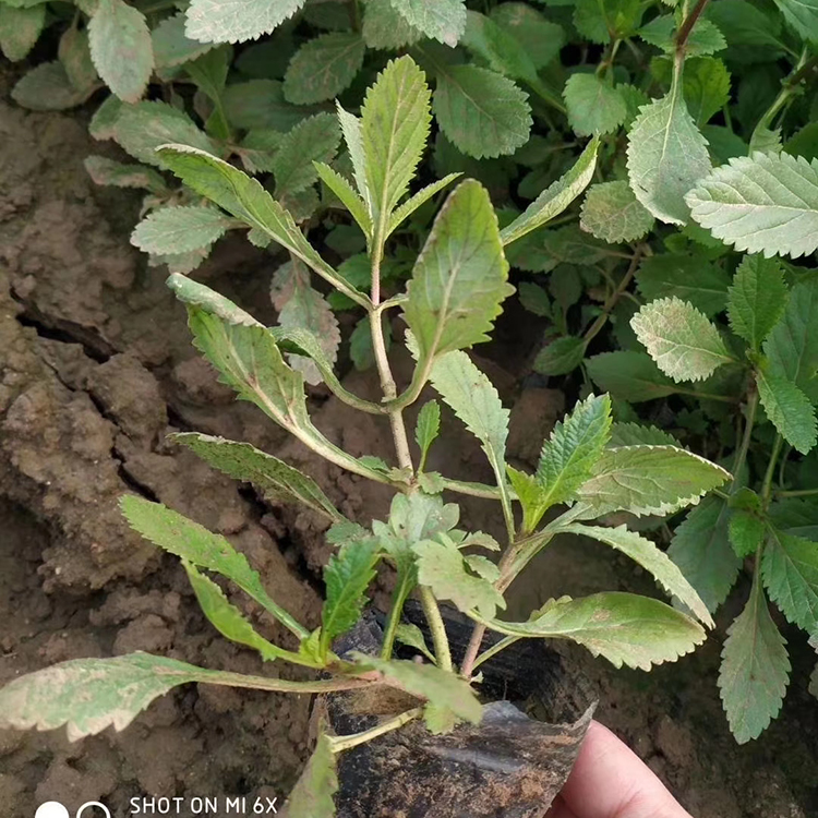 马鞭草苗 青州苏鹏种植马鞭草 马鞭草批发
