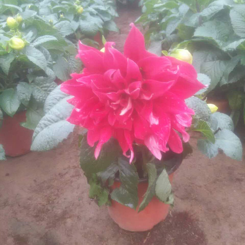大丽花销售 大丽花价格 大丽花批售