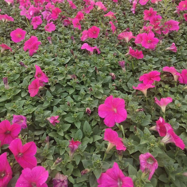 矮牵牛供应 青州苏鹏种植矮牵牛 矮牵牛报价