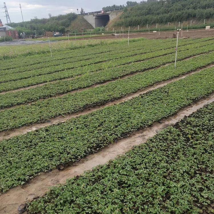 三叶委陵菜报价 大量供应 三叶委陵菜批发报价