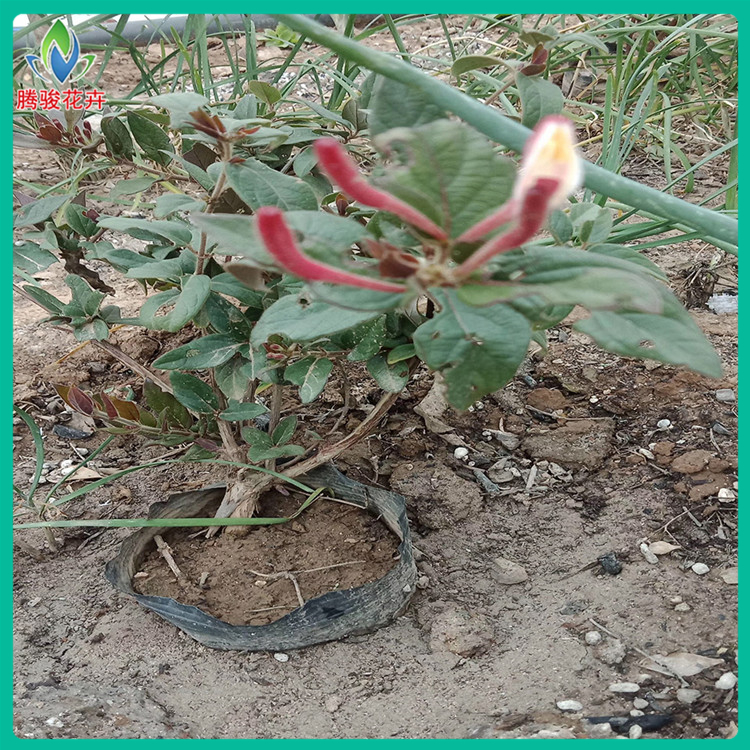 营养杯金银花    青州基地