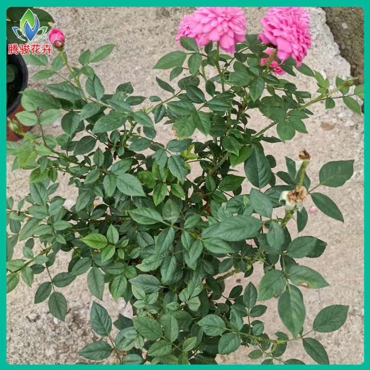 双色盆欧月 腾骏花卉 山东欧月培育基地
