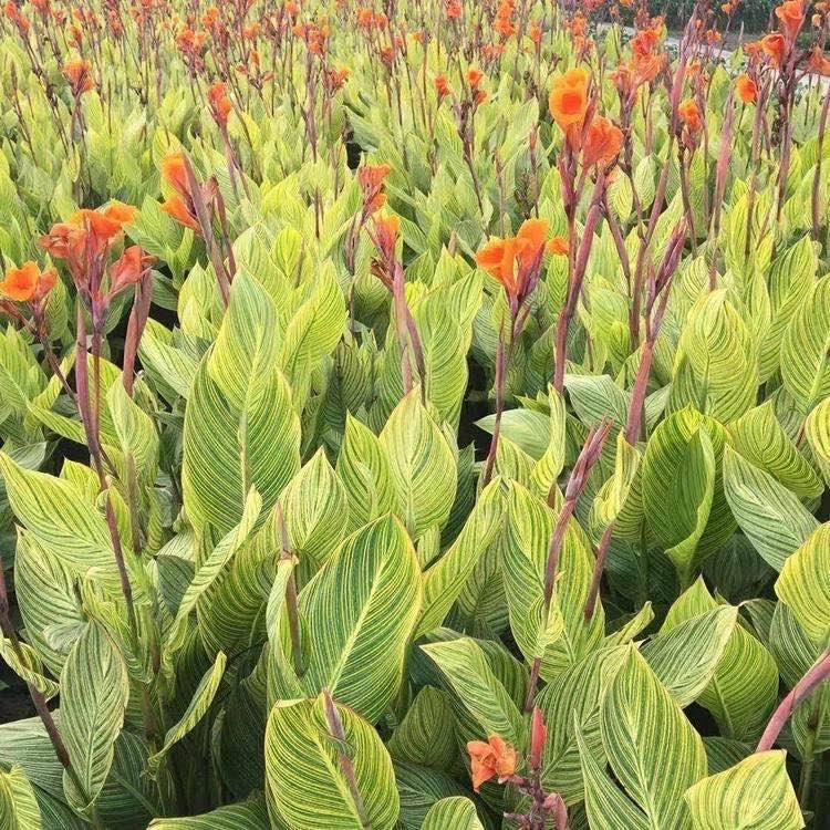北京花叶美人蕉出售 花叶美人蕉种子 欢迎选购
