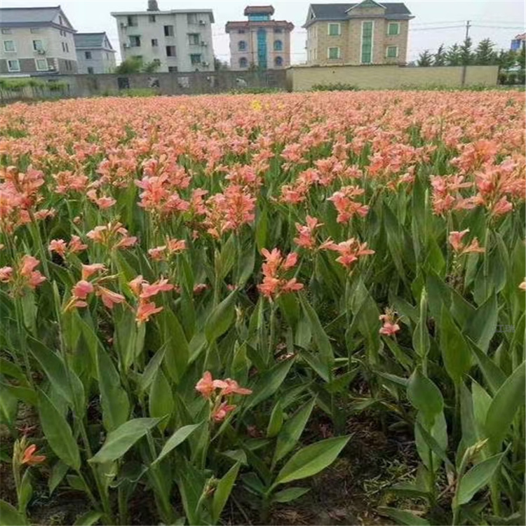 江瑞 水生美人蕉种子 河北水生美人蕉基地