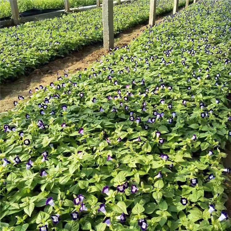 夏堇小苗 山东草花夏堇价格