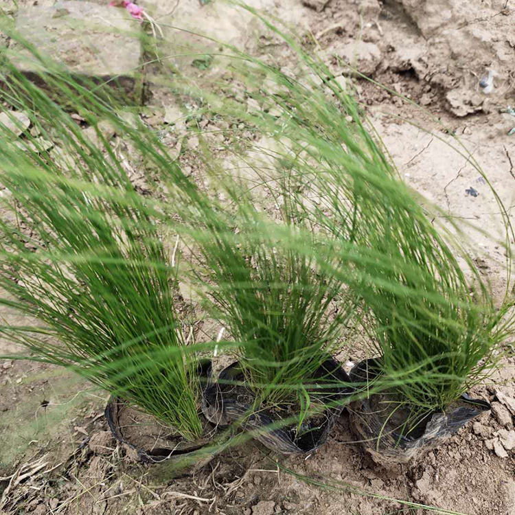 采购基地 细茎针茅小苗报价 山东细茎针茅小苗