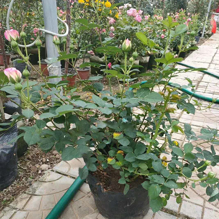 批发好月季苗 月季苗 月季行情