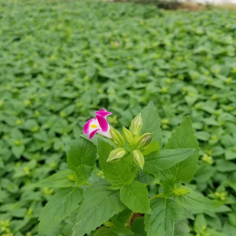 夏瑾杯苗 青州草花夏堇种植基地