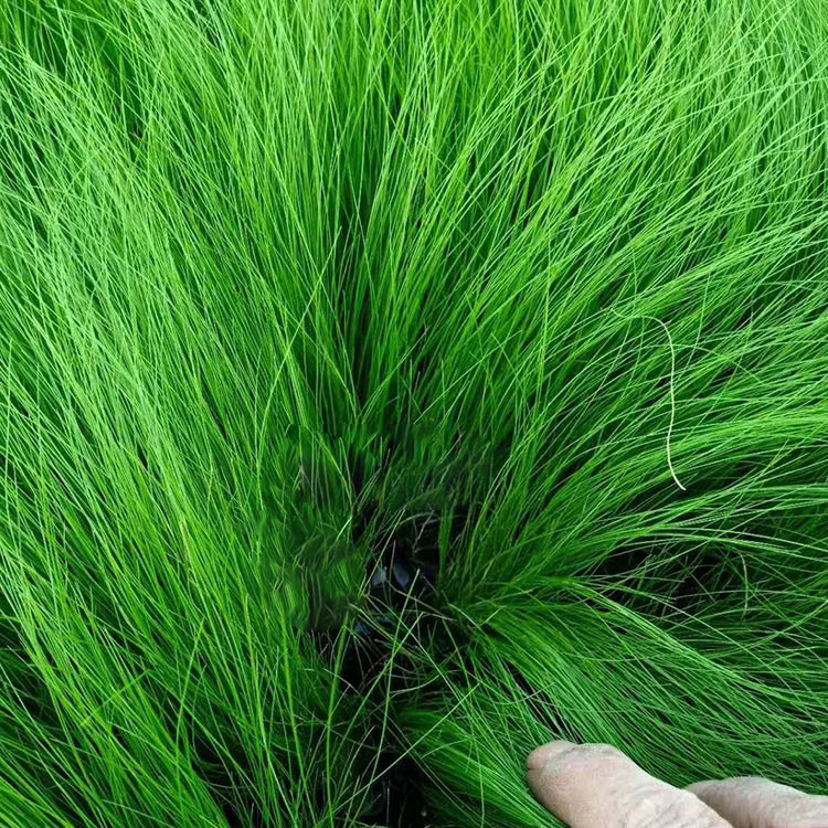 一二年宿根花卉 细茎针茅苗供货商 青州细茎针茅苗