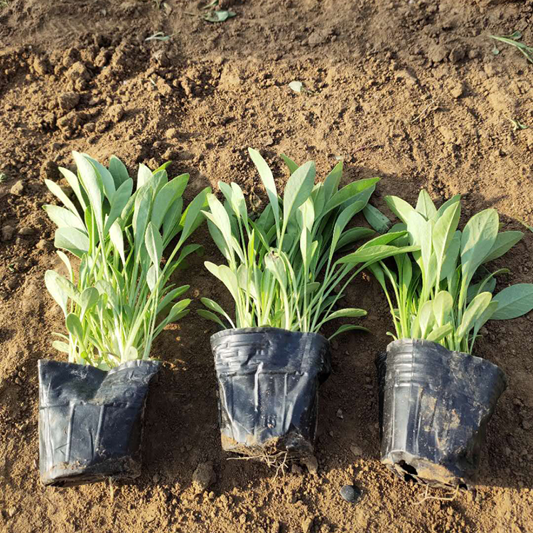 基地供应 金鸡菊小苗价格 青州金鸡菊小苗