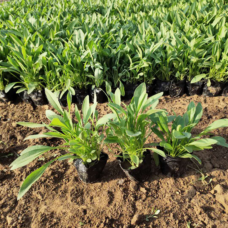 基地供应 金鸡菊小苗供货商 山东金鸡菊小苗