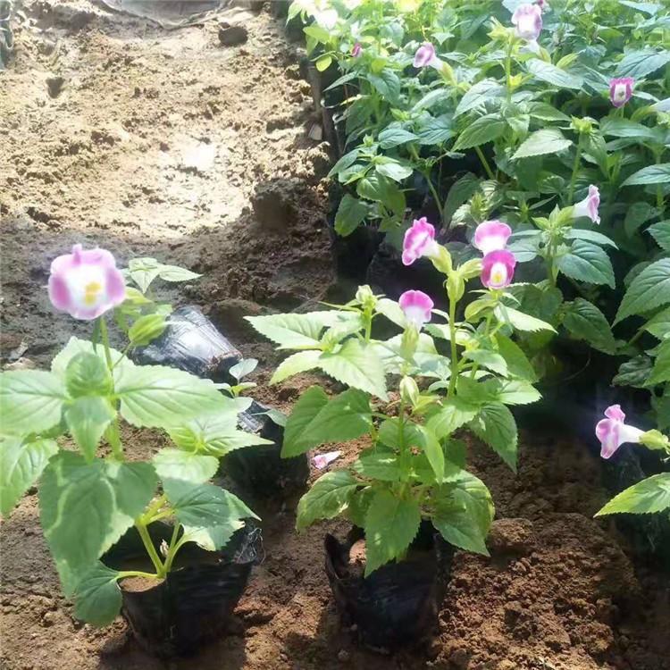 草花批发 夏瑾杯苗 夏堇供应商