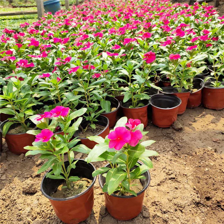 长春花 多年生草本植物 山东长春花报价