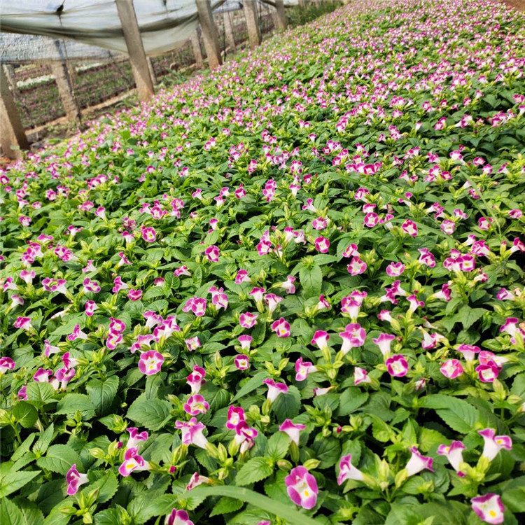 夏堇种植基地 量大优惠 青州草花 夏堇小苗