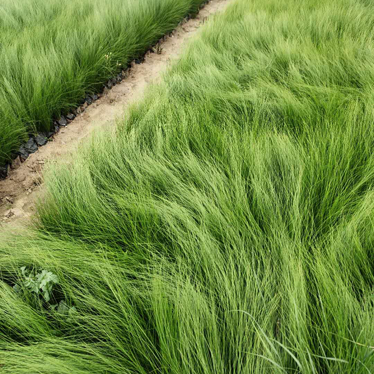 细茎针茅 青州细茎针茅报价