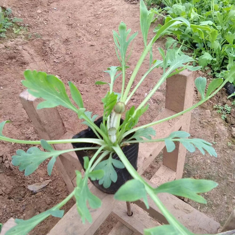 虞美人小苗 种植冰岛虞美人 冰岛虞美人培育基地