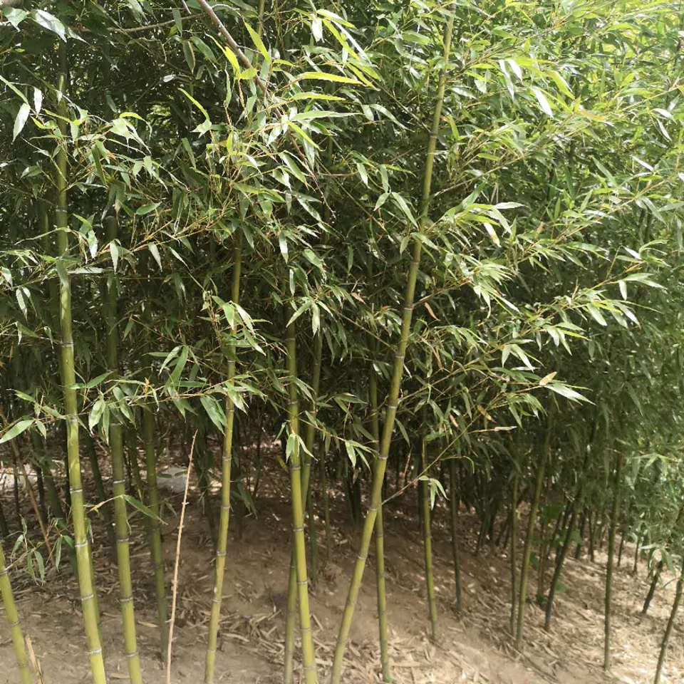 绿化早园竹 大量出售绿化早园竹 绿化早园竹种植基地
