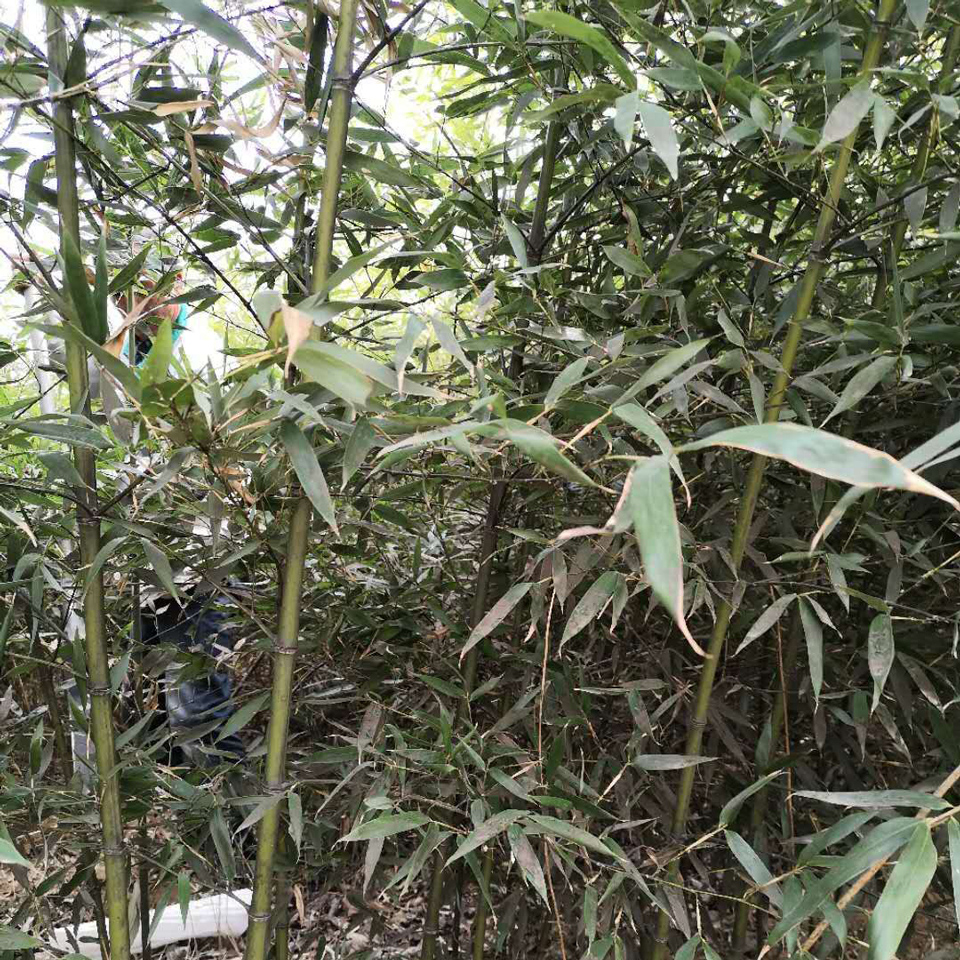 绿化早园竹 大量出售绿化早园竹 绿化早园竹种植基地