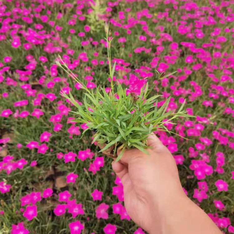 青州欧石竹基地直销