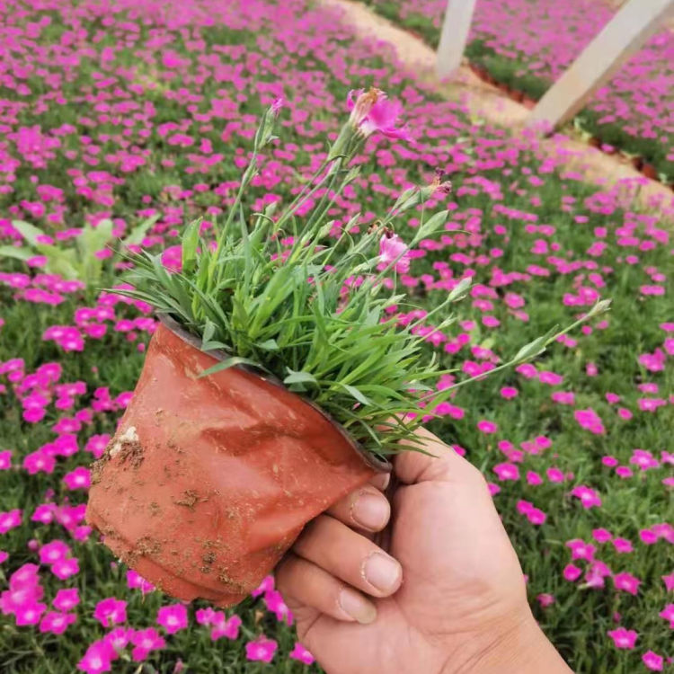 欧石竹  欧石竹穴盘苗 青州远创花卉欧石竹 欧石竹 耐旱 品质保证 