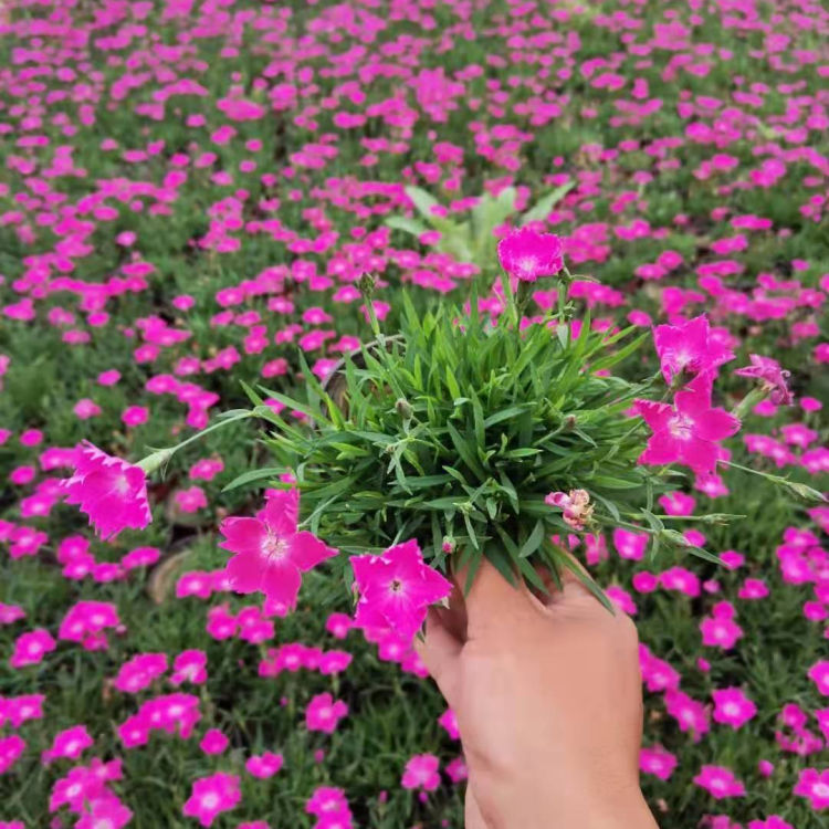  欧石竹  欧石竹穴盘苗 青州远创花卉欧石竹 小皮桶欧石竹 耐寒 品质保证 