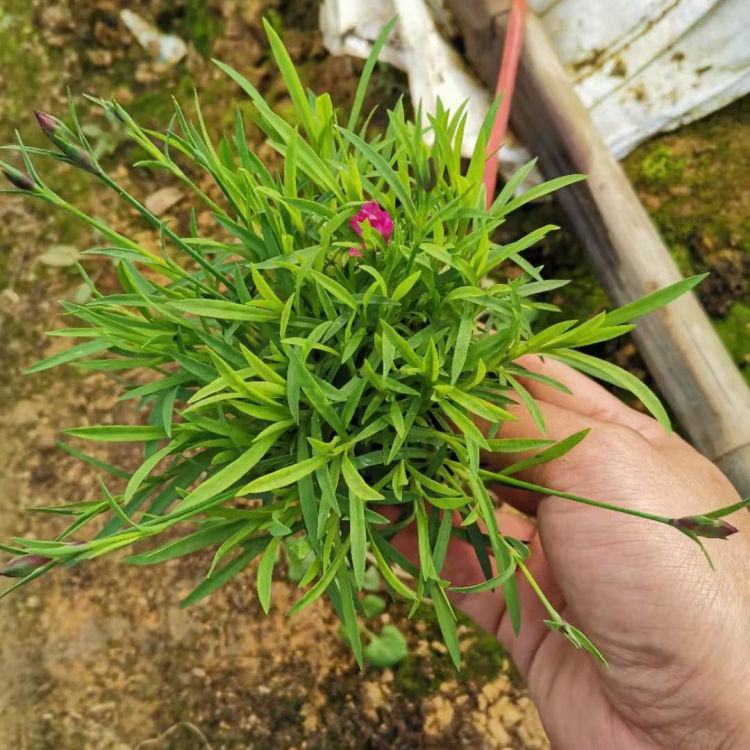  欧石竹  欧石竹穴盘苗 青州远创花卉欧石竹 双色盆欧石竹 中性 市场供应 