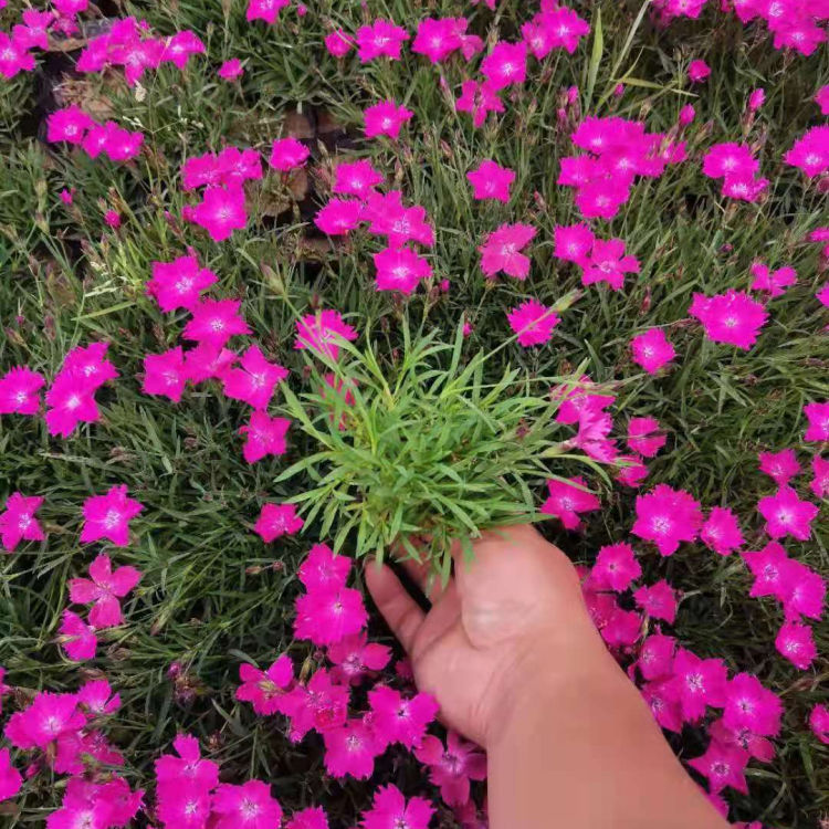  欧石竹  欧石竹穴盘苗 青州远创花卉欧石竹 双色盆欧石竹 山东青州 批发 