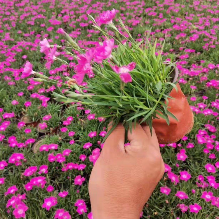 宿根欧石竹基地 开花机器花海用苗