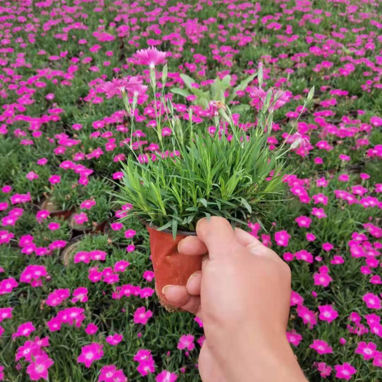  欧石竹  欧石竹穴盘苗 青州远创花卉欧石竹 小皮桶欧石竹 耐旱 供应 