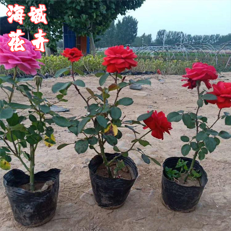 地被月季绿化景观海诚花卉  园林绿化苗木草花批发