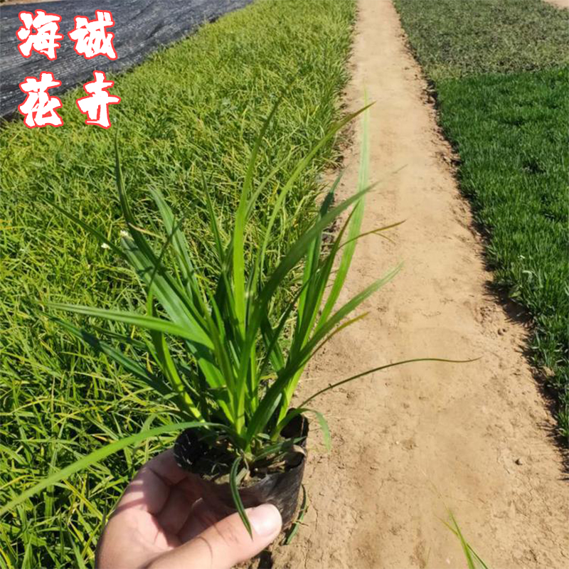 崂峪苔草价格海诚花卉  园林绿化苗木草花批发