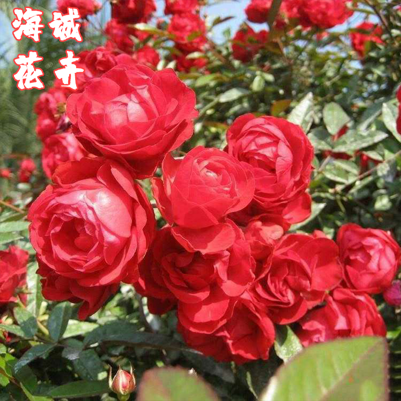 地被月季海诚花卉  园林绿化苗木草花批发