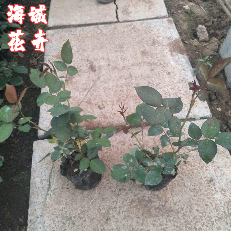 地被月季供应海诚花卉  园林绿化苗木草花批发