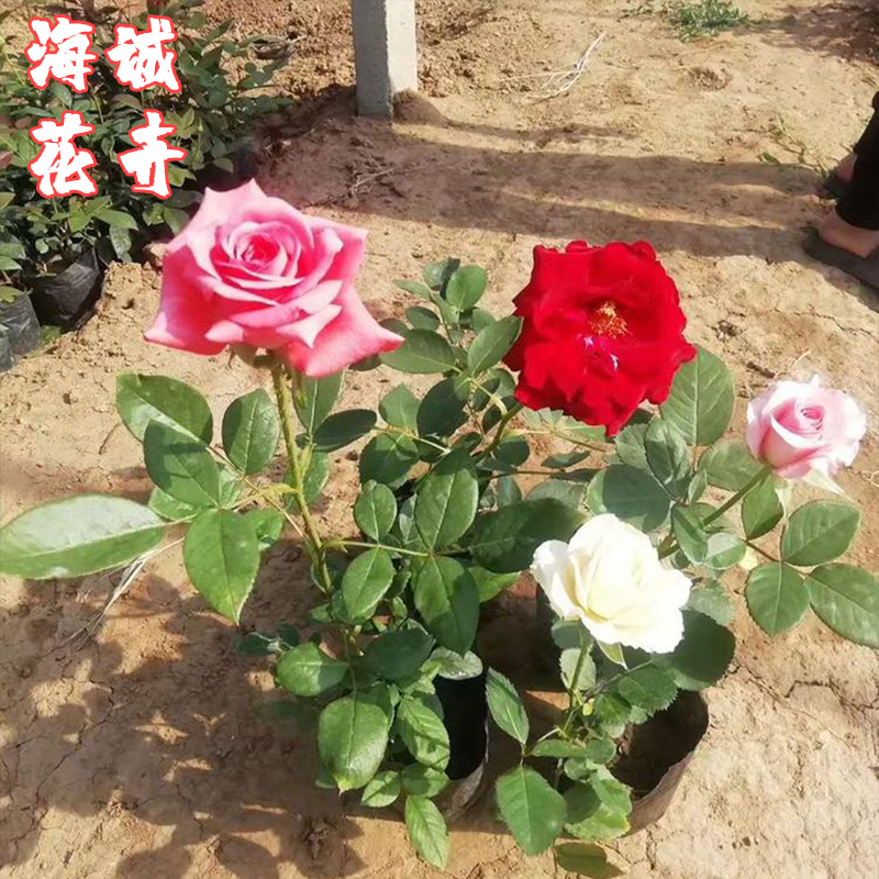 青州地被月季海诚花卉  园林绿化苗木草花批发