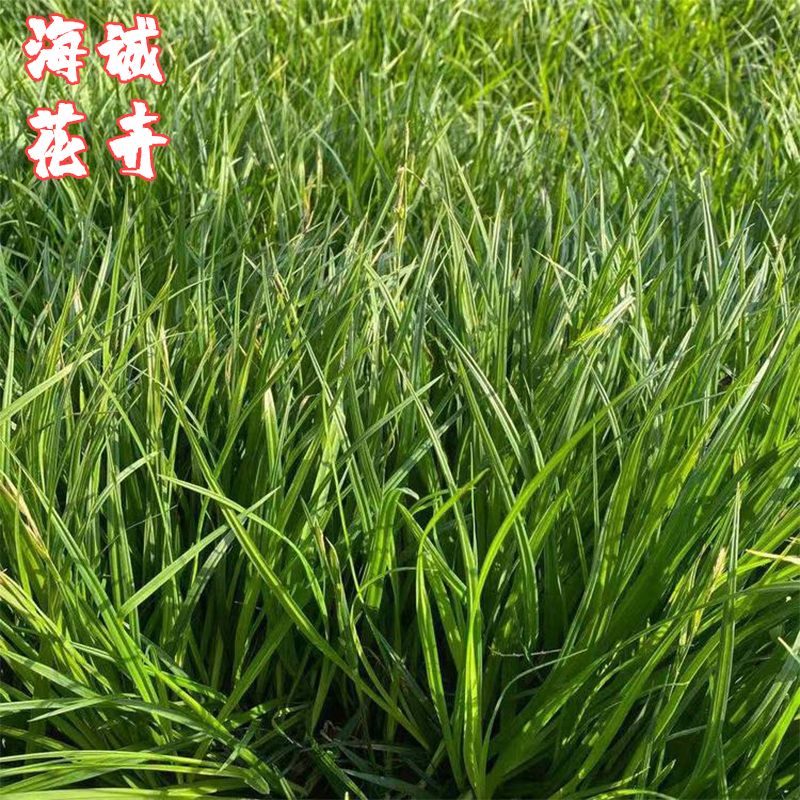 青州崂峪苔草海诚花卉  园林绿化苗木草花批发