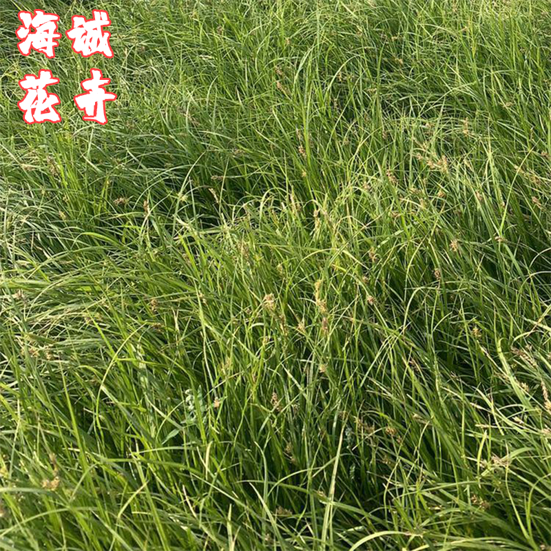 地栽崂峪苔草海诚花卉  园林绿化苗木草花批发