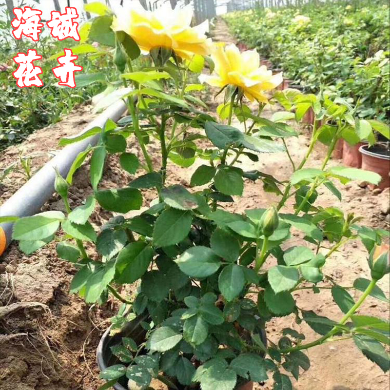 地被月季绿化苗海诚花卉  园林绿化苗木草花批发