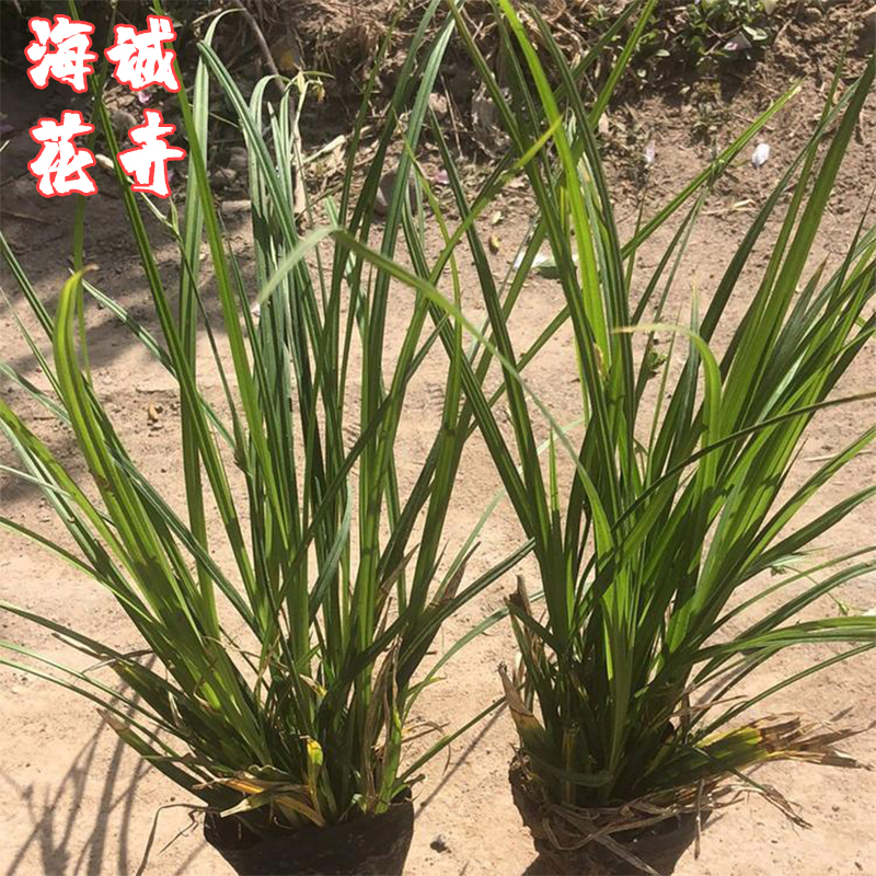 崂峪苔草小苗海诚花卉  园林绿化苗木草花批发