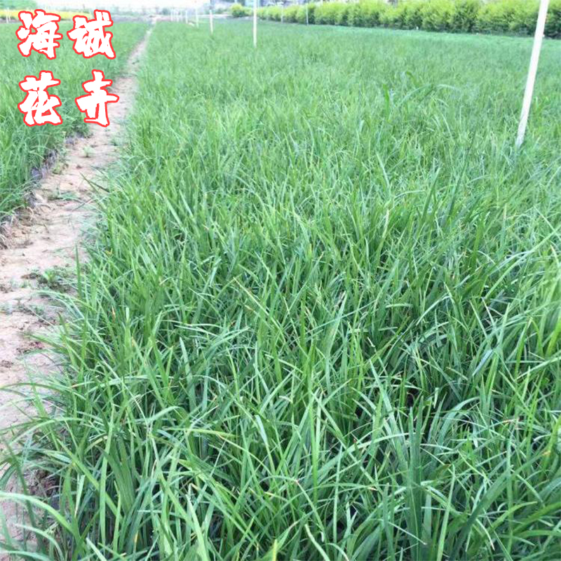 四季绿化崂峪苔草海诚花卉  园林绿化苗木草花批发