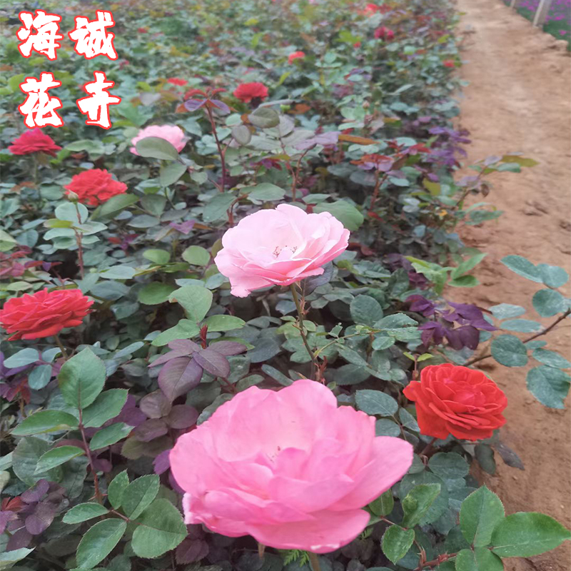 地被月季价格海诚花卉  园林绿化苗木草花批发