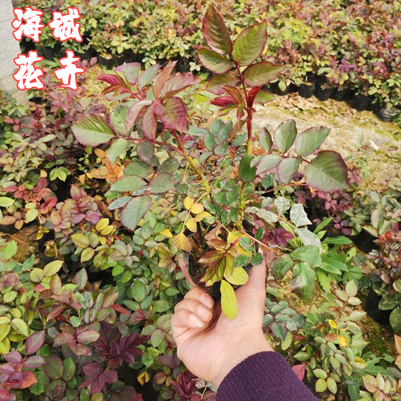 小区绿化地被月季海诚花卉  园林绿化苗木草花批发