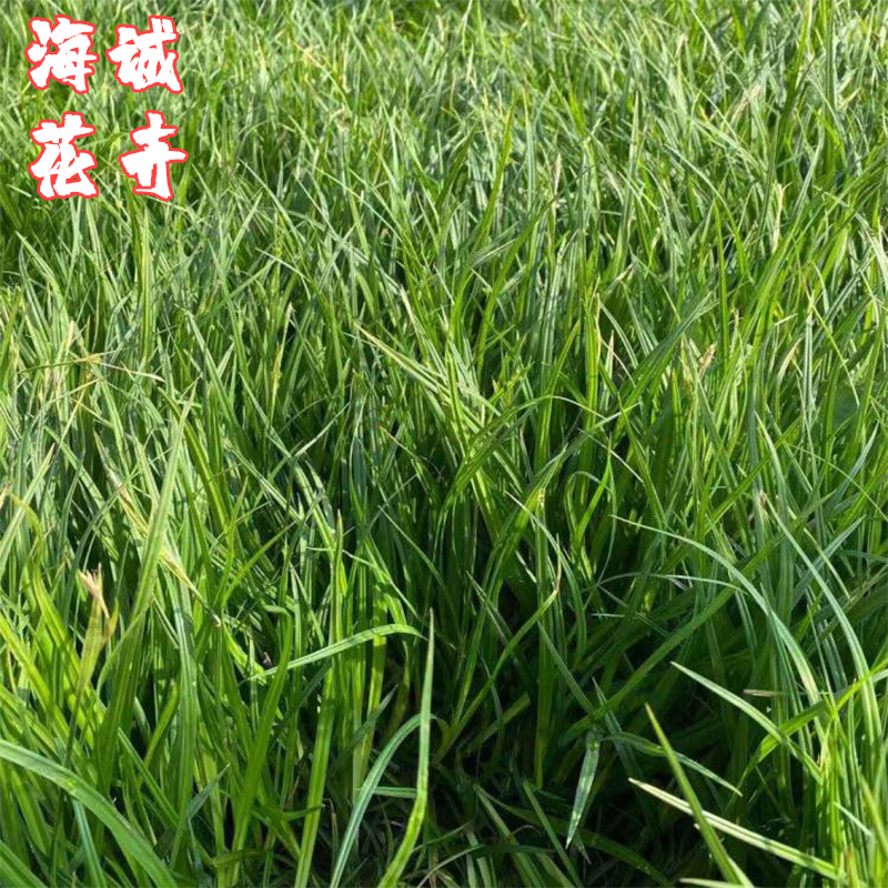公园绿化崂峪苔草海诚花卉  园林绿化苗木草花批发
