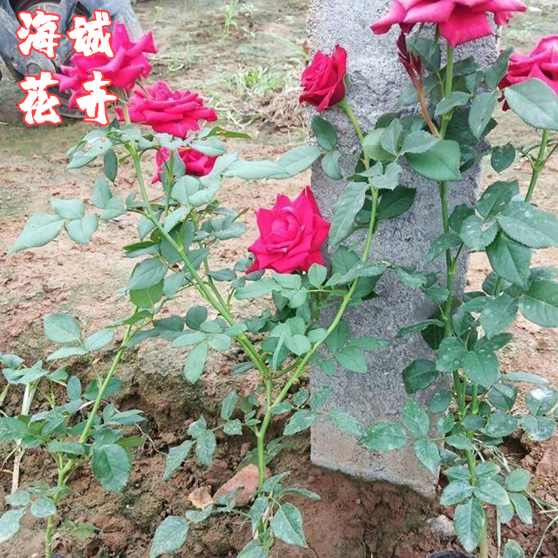 大花月季海诚花卉  园林绿化苗木草花批发