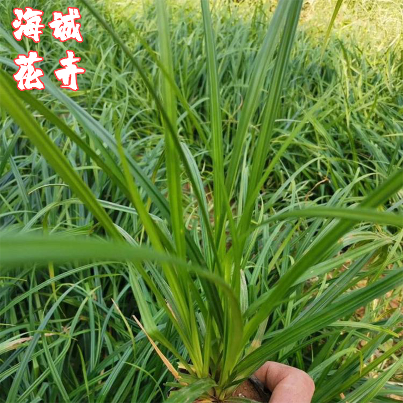 绿化工程崂峪苔草海诚花卉  园林绿化苗木草花批发