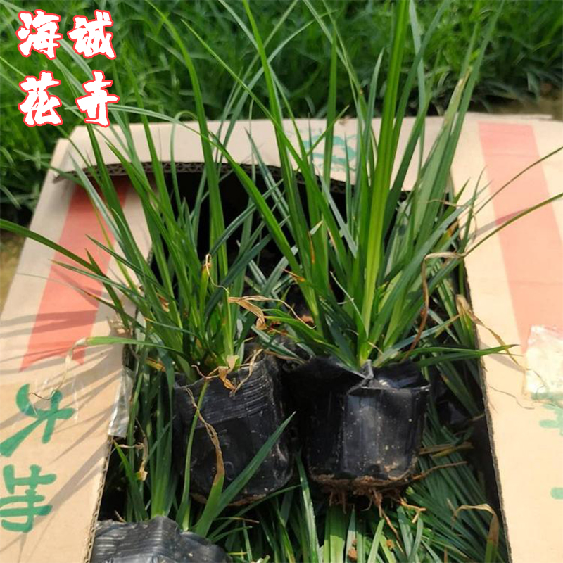 景区绿化崂峪苔草海诚花卉  园林绿化苗木草花批发