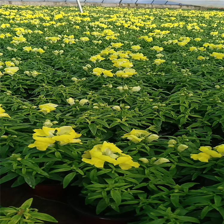 多色金鱼草基地 河北金鱼草供应 金鱼草种子