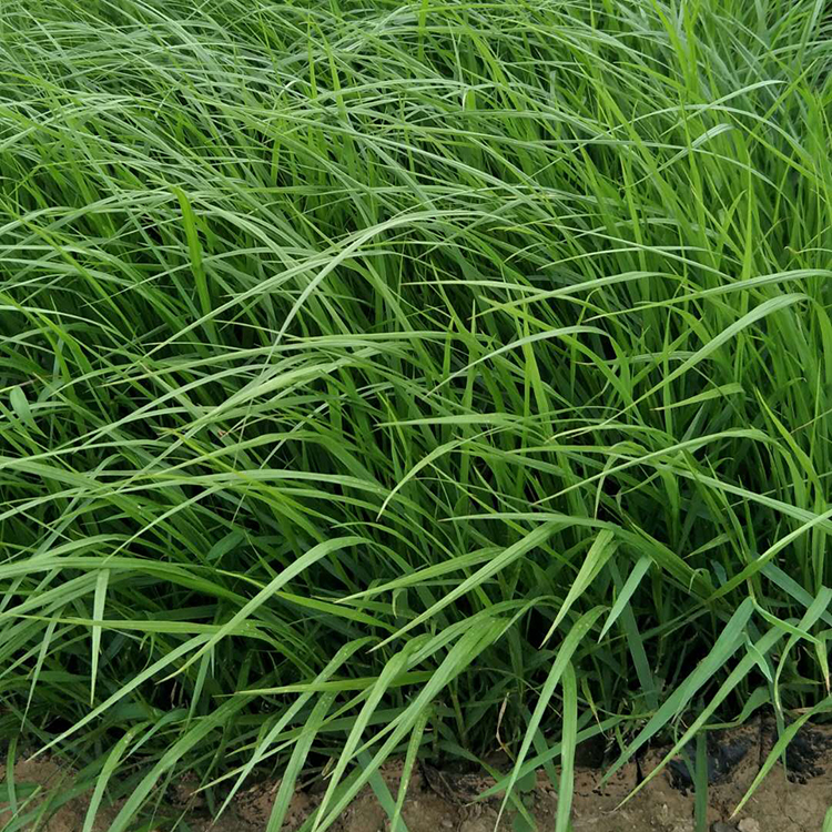 基地种植 观赏草狼尾草 山东狼尾草培育基地
