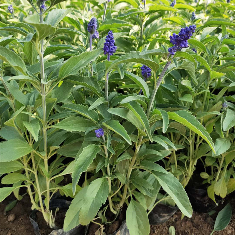 好苗推荐 蓝花鼠尾草 鼠尾草报价
