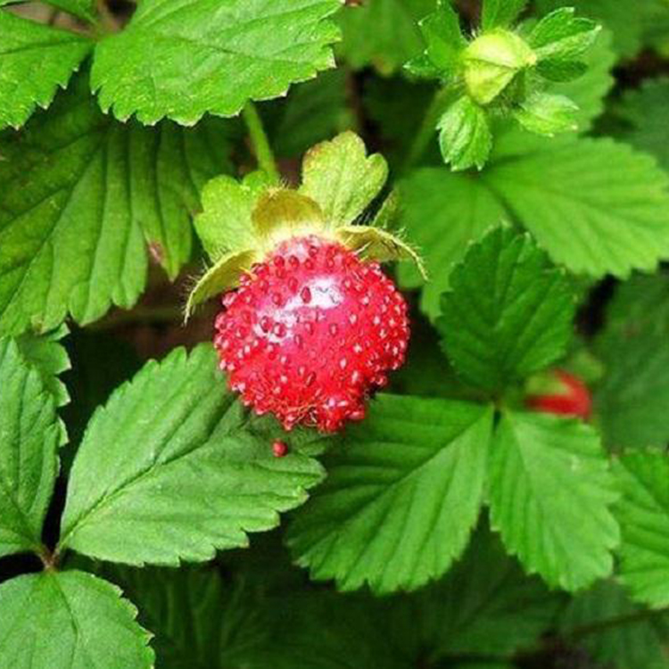 蛇莓营养杯 大量批发 山东蛇莓供货商